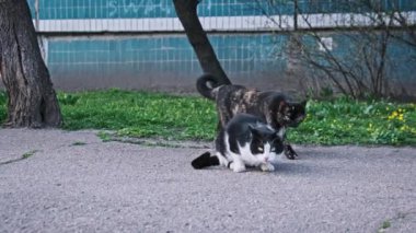 Sokak kedileri şehir yolunda bir yemeği paylaşırlar. Sokak kedileri ağır çekimde dışarıda. Terk edilmiş evsiz hayvanlar..