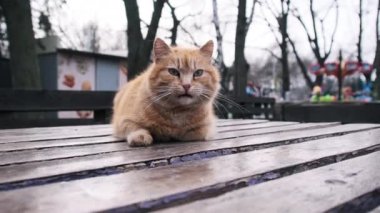 Parktaki bir masada huzur içinde dinlenen başıboş bir kızıl kedinin yakın çekimi. Bir tüylü kırmızı kedi açık havada kendi başının çaresine bakmak için bırakıldı. Kedi suratının detaylı görüntüsü. Dışarda terk edilmiş vahşi kedi.