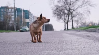 Şehir caddesinde asfalt yolda başıboş gezen oyuncu köpek. Küçük sevimli evsiz bir köpek yavrusunun portresi şehir arka planında duruyor. Vahşi kızıl köpek. Terk edilmiş hayvanlar. Şehir hayvanı hayatı. Yavaş Hareket