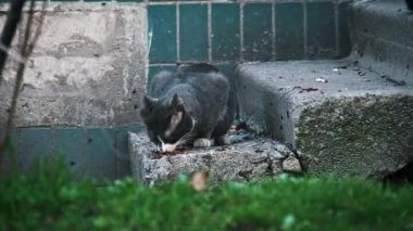Yalnız bir gri kedi, yıpranmış beton basamaklardaki yiyeceklerle beslenmek için başını eğiyor. Şehir manzarasında sakin bir an. Vahşi kediyi yavaş çekimde beslemek. Terk edilmiş hayvanlar..