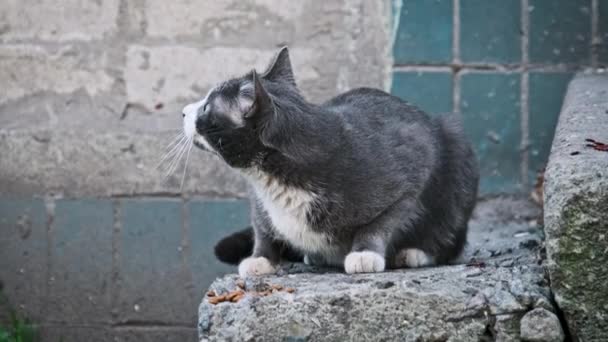 一只灰猫的特写镜头 它在被城市纹理包围的风化混凝土表面上专心致志地吃着干粮 以慢动作在室外游荡猫 被遗弃的无家可归的动物 — 图库视频影像