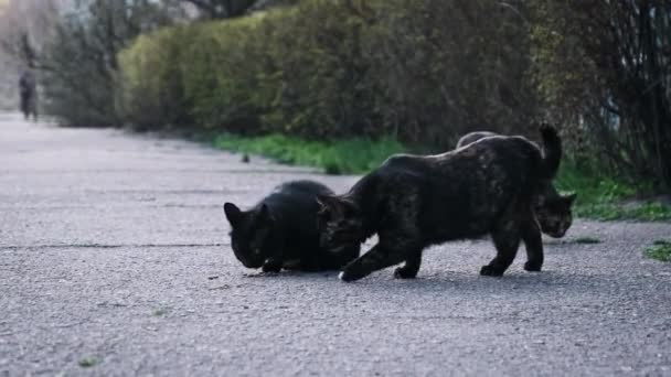 Klaun Bezpańskich Kotów Gromadzi Się Wokół Posiłku Miejskiej Ścieżce Świadczy — Wideo stockowe