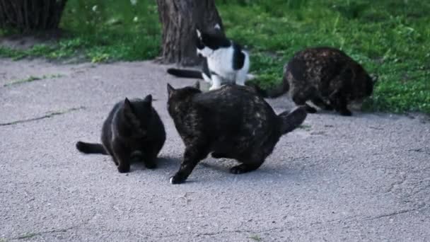 流动的猫 一个独特的黑色和白色 享受在黄昏的人行道上吃饭 表现出自然的社会行为 以慢动作在室外游荡猫 被遗弃的无家可归的动物 — 图库视频影像