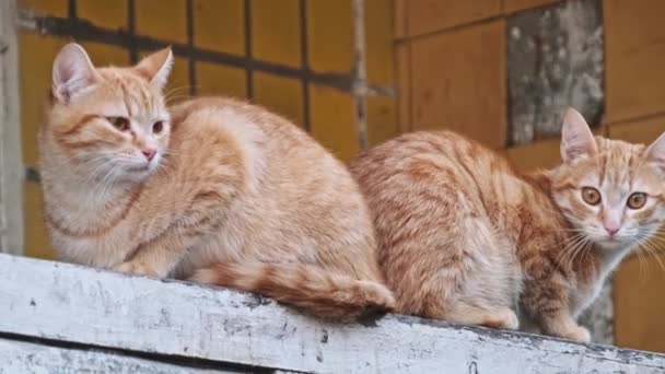 Twin Gember Katten Met Alerte Uitdrukkingen Zitten Zij Aan Zij — Stockvideo