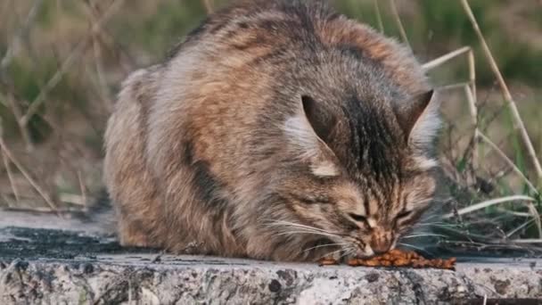 流浪街头的猫在街上的草丛中吃义工餐 以慢动作在户外喂野生毛茸茸的灰猫 贫穷城区被遗弃的无家可归的动物 — 图库视频影像