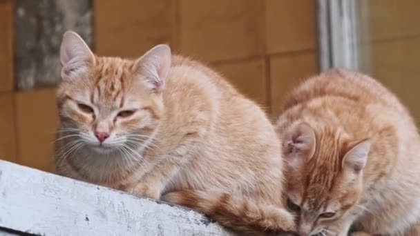 Los Gatos Gemelos Jengibre Reflejan Mutuamente Postura Mientras Posan Balcón — Vídeo de stock