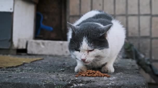 Μια Γκρίζα Και Λευκή Γάτα Απολαμβάνει Ένα Πλούσιο Γεύμα Ξηρής — Αρχείο Βίντεο
