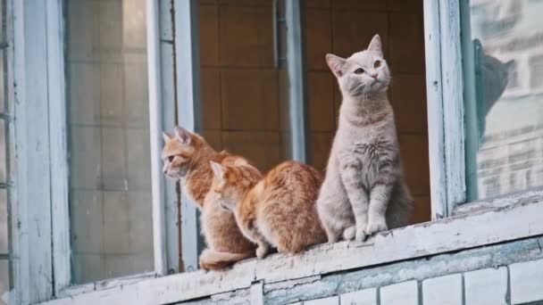 Три Кошки Одной Серой Двумя Рыжими Балконе Здания Оглядываются Вокруг — стоковое видео