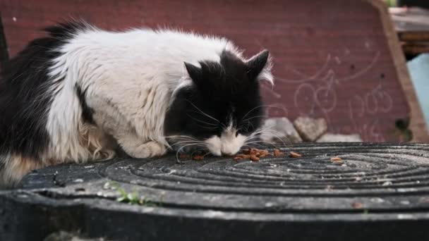 マンホールで食べている野良猫と白い猫の近くの景色 背景にぼやけた落書き ゆっくりとした動きで野外の野良猫 孤独に捨てられた動物たち — ストック動画