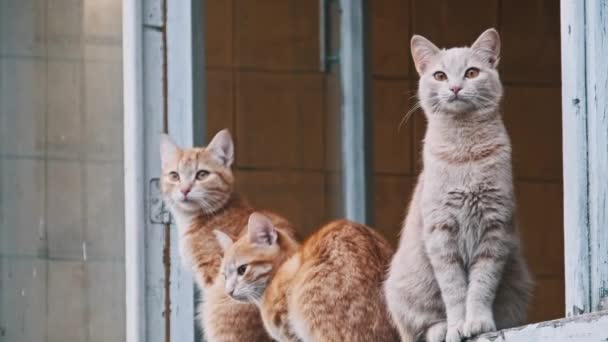Три Кошки Одной Серой Двумя Рыжими Балконе Здания Оглядываются Вокруг — стоковое видео
