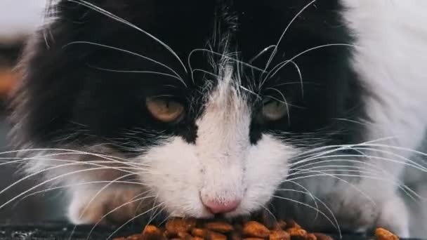 Αυτό Κοντινό Πλάνο Δείχνει Μια Αδέσποτη Γάτα Έντονη Εστίαση Καθώς — Αρχείο Βίντεο