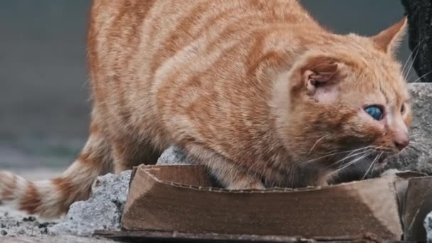 ストレイジンジャー猫は寒い都市の地面のストリートボールトレイから食べます 都市の破片の中で食糧のためのホームレスの猫の森 野生の猫屋外 孤立した動物たち 動物のボランティアケア — ストック動画