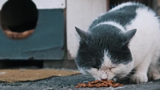 特写的街头黑白相间的猫享受着在混凝土上吃饭的乐趣 动作缓慢 城市流浪动物的生活 在户外喂野猫 孤独被遗弃的动物 义工照顾街头动物 — 图库视频影像