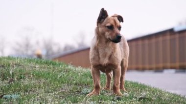 Başıboş terk edilmiş köpek yavrusu sokakta dikilip kameraya bakıyor. Küçük sevimli evsiz köpek portresi şehir arka planında yolda duruyor. Vahşi kızıl köpek seni. Terk edilmiş hayvanlar.