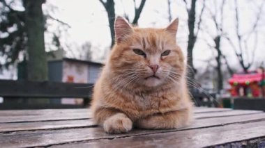 Parktaki masada yatan başıboş kızıl bir kedinin yakın çekimi. Evsiz kırmızı tüylü bir kedi dışarıda dinleniyor. Kedi suratının detaylı görüntüsü. Yalnız ve vahşi bir hayvan. İnsansız sakin atmosfer.