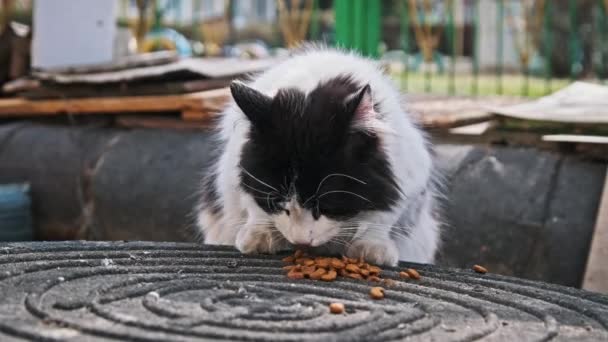 Egy Kóbor Fekete Fehér Macska Élvezi Étkezést Egy Kopott Aknafedél — Stock videók