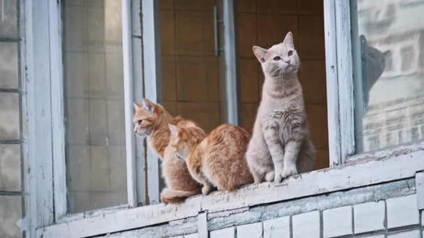 三只猫与一只安详的奶油猫和两只好奇的生姜猫在一个城市的窗台上 以慢动作在室外游荡猫 被遗弃的无家可归的动物 — 图库视频影像