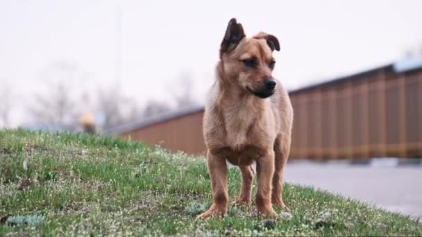 Cachorro Abandonado Para Calle Mira Cámara Retrato Lindo Perro Pequeño — Vídeo de stock