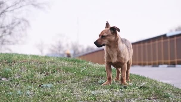 Cachorro Abandonado Para Calle Mira Cámara Retrato Lindo Perro Pequeño — Vídeos de Stock