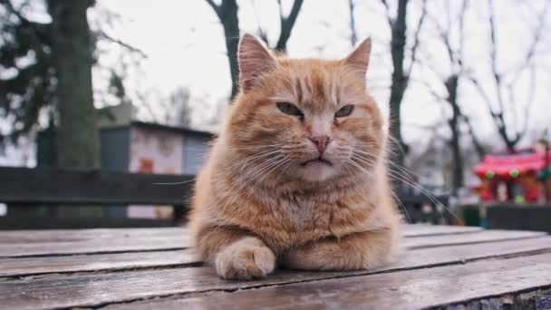 Κοντινό Πλάνο Μιας Αδέσποτης Κοκκινομάλλας Γάτας Ξαπλωμένης Ένα Τραπέζι Στο — Αρχείο Βίντεο