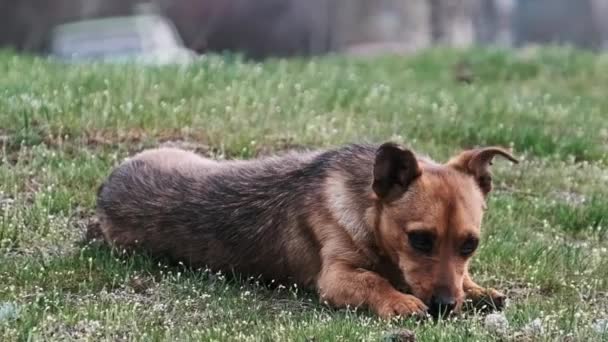 Streunender Hund Liegt Auf Dem Grünen Gras Der Nähe Der — Stockvideo