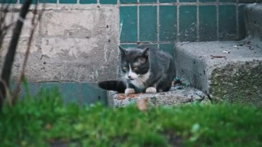 Gri bir kedi, yemyeşil bir zemin üzerinde eski taş merdivenlerde kuru mama yemekten zevk alır. Sokak kedisi ağır çekimde dışarıda. Terk edilmiş evsiz hayvanlar..
