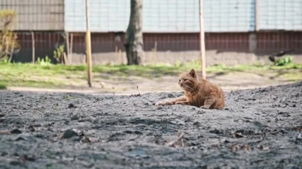 Beaten Αυλή Τζίντζερ Γάτα Βρίσκεται Αμμώδη Έδαφος Μια Γαλήνια Εμφάνιση — Αρχείο Βίντεο