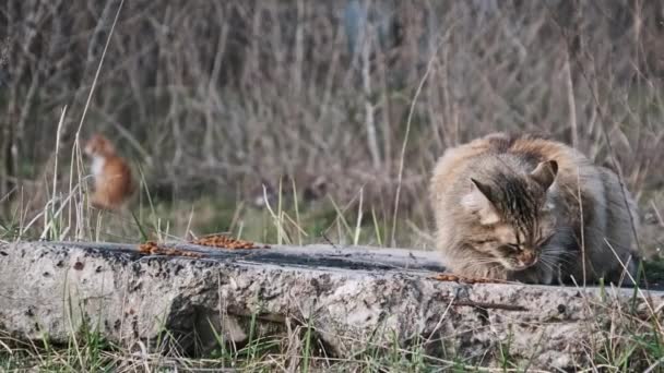 Stray Yard Cat Eats Food Street Grass Feeding Wild Fluffy — Stock Video