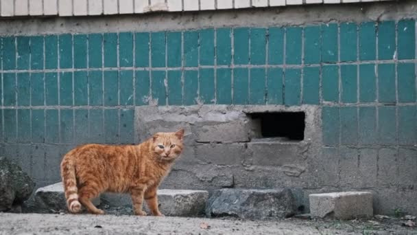 Herrelös Rödhårig Katt Gömmer Sig Ett Hål Gatan Vilda Röda — Stockvideo