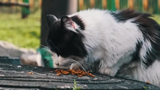 Eine Schwarz Weiße Streunerkatze Genießt Einen Friedlichen Imbiss Auf Einem — Stockvideo
