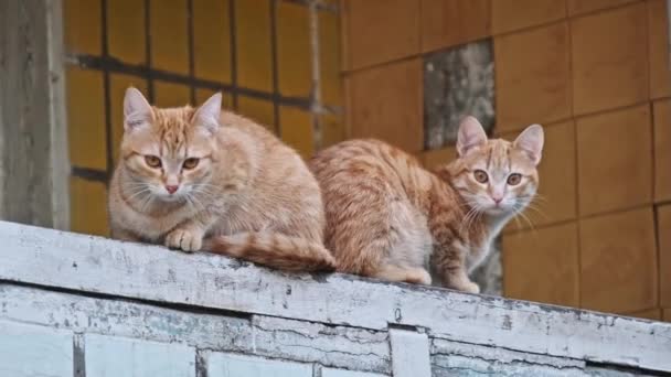ツインジンジャー猫は 古い建物の都市バルコニーに浸透するように 互いに姿勢を反映しています ゆっくりとした動きで屋外で面白い猫2匹 孤独に放棄されたホームレスの動物 — ストック動画