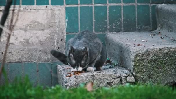 黒と白のホームレスの猫は 都市景観の古い建物の近くのコンクリートで食べ物を食べます ゆっくりとした動きで野生の猫に餌を与える 孤立した動物たち ストリート動物のボランティアケア — ストック動画