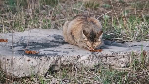 Streunende Hofkatze Frisst Futter Auf Der Straße Gras Wildflauschige Graue — Stockvideo