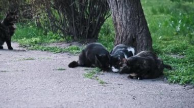 Dört sokak kedisinden oluşan bir grup parkta yürüyen bir patika boyunca dağınık yiyeceklerle besleniyor, kürkleri akşam gölgeleriyle karışıyor. Sokak kedisi ağır çekimde dışarıda. Terk edilmiş