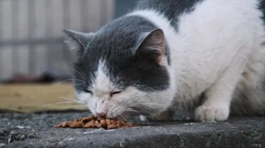 Siyah ve beyaz bir kedi, açık hava barınağının yakınındaki beton zeminde cömert bir köpek mamasıyla yemek yiyor. Sokak kedisi ağır çekimde dışarıda. Terk edilmiş evsiz hayvanlar..