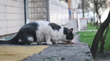 Siyah ve beyaz bir kedinin, şehrin yıpranmış beton levhasında yemeğin tadını çıkarışını yakından izlemek. Sokak kedisi ağır çekimde dışarıda. Terk edilmiş evsiz hayvanlar..