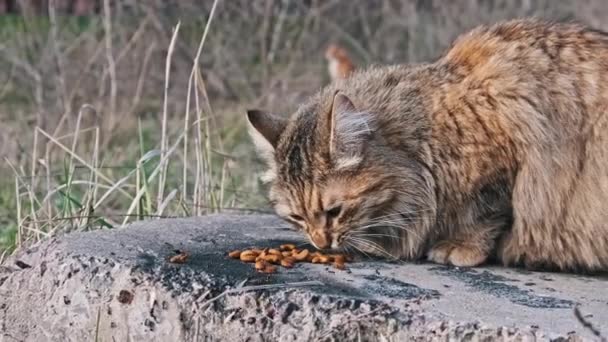 Gato Callejero Come Comida Voluntaria Calle Entre Hierba Alimentación Salvaje — Vídeo de stock