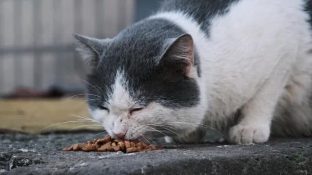 Eine Schwarz Weiße Katze Speist Auf Einer Großzügigen Portion Kieselstein — Stockvideo