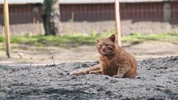 Gato Gengibre Espancado Stray Encontra Chão Estéril Uma Jarda Urbana — Vídeo de Stock