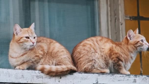 2匹のジンジャー猫は 着用された木製のレッジに完璧に同期し 周囲の都市生活を反映した注意深い目に座っています ゆっくりとした動きで屋外で野良猫を飼う 孤独に放棄されたホームレスの動物 — ストック動画