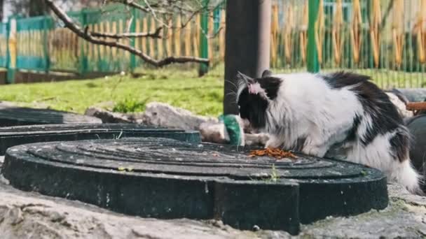 一只黑白相间的流浪猫在隐居中被捕获 在城市环境中吃饭 凸显了城市动物的适应性 以慢动作在户外游荡的猫 — 图库视频影像