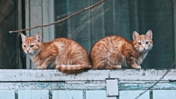 Рыжие Кошки Близнецы Отражают Друг Друга Позе Сидя Городском Балконе — стоковое видео