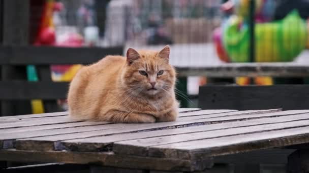 Крупный План Бродячего Рыжего Кота Лежащего Столе Парке Один Бездомный — стоковое видео