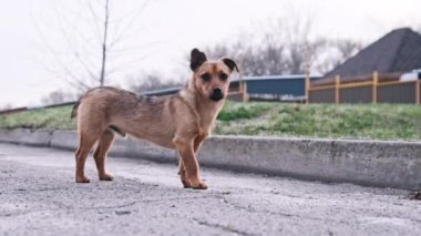 Şirin sokak köpeği asfalt yolda dikiliyor ve kameraya bakıyor. Evsiz köpek yavrusu portresi şehir caddesinde duruyor. Şehir hayvanı hayatı. Vahşi kızıl köpek seni. Terk edilmiş hayvan.