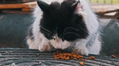 Odaklanmış siyah ve beyaz bir kedi, yeşil çitlerle çevrili bir ortamın ortasındaki desenli bir rögar kapağına yerleştirilmiş kuru gıdalarla yemek yiyor. Sokak kedisi ağır çekimde dışarıda. Terk edilmiş evsiz hayvanlar..