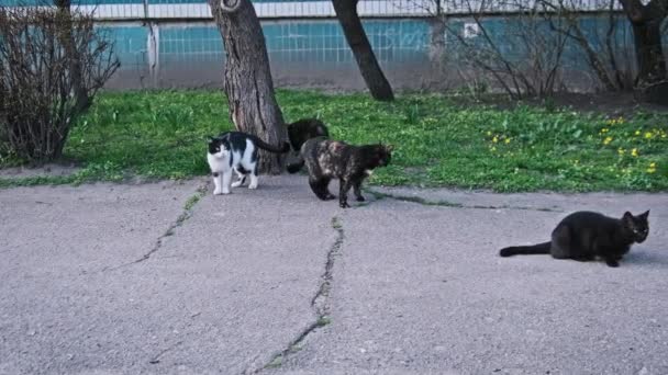 さまざまなコートパターンを持つ野良猫のグループは 舗装された公園の道で共同食事に参加し 彼らの社会構造の興味深いディスプレイです スローモーション 孤独に捨てられた動物たち — ストック動画
