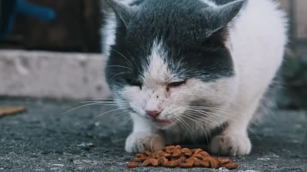 街上的黑白相间的猫喜欢在人行道上吃饭 城市流浪动物的生活 以慢动作在户外喂野猫 孤独被遗弃的动物 义工照顾街头动物 — 图库视频影像