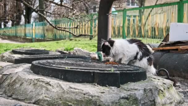 Puszysty Czarno Biały Bezpański Kot Ucztuje Karmniku Szczycie Okrągłego Włazu — Wideo stockowe