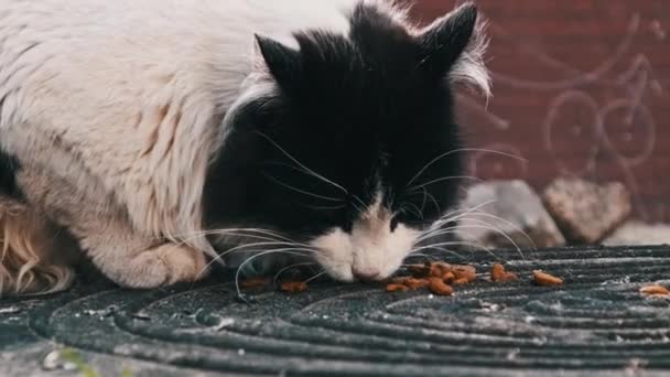 Eine Einsame Schwarz Weiße Katze Genießt Eine Ruhige Mahlzeit Auf — Stockvideo