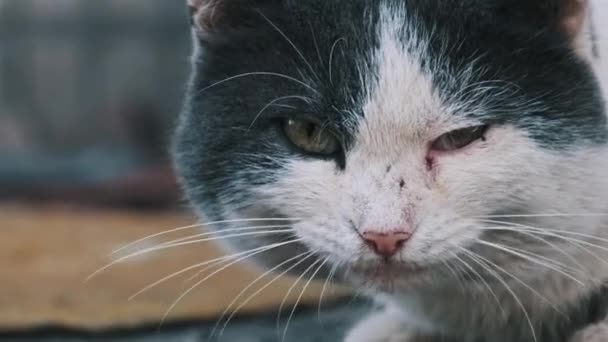 Κοντινό Πλάνο Του Streetwise Μαύρο Και Άσπρο Γάτα Απολαμβάνει Ένα — Αρχείο Βίντεο